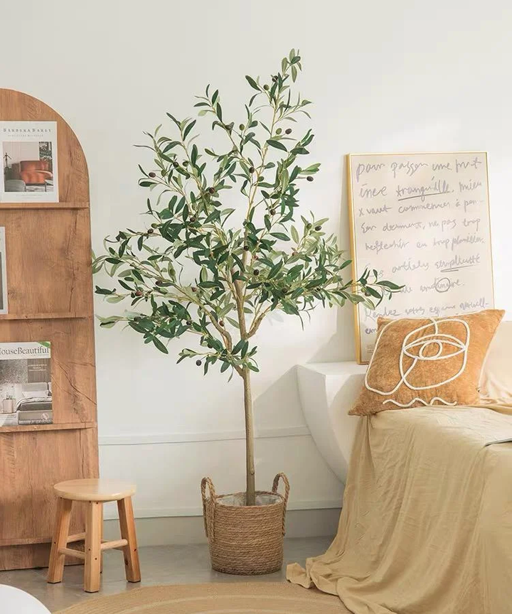 Nadeleine Olive Tree Plant