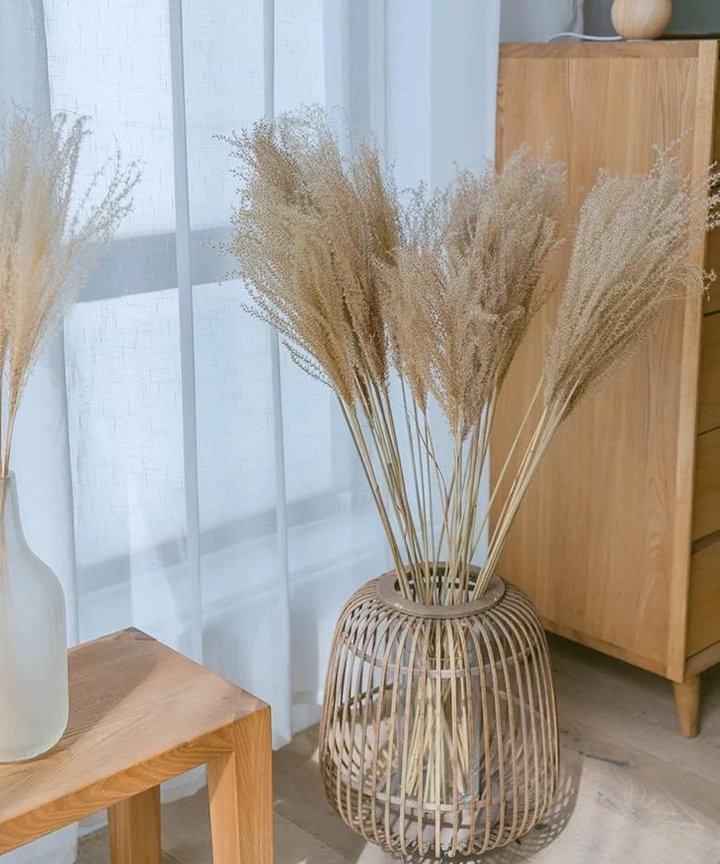 Galilea Small Pampas Reed