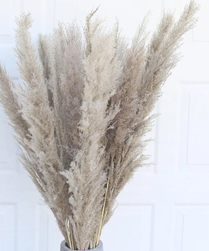 Gillinea Dried Pampas - Grey