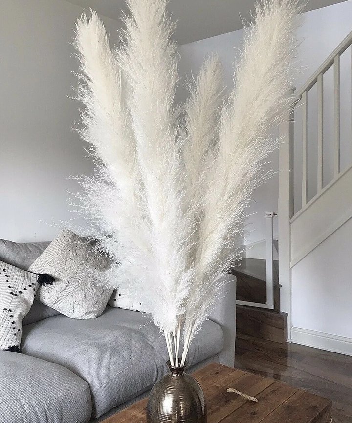 Gillinea Dried Pampas - Cream