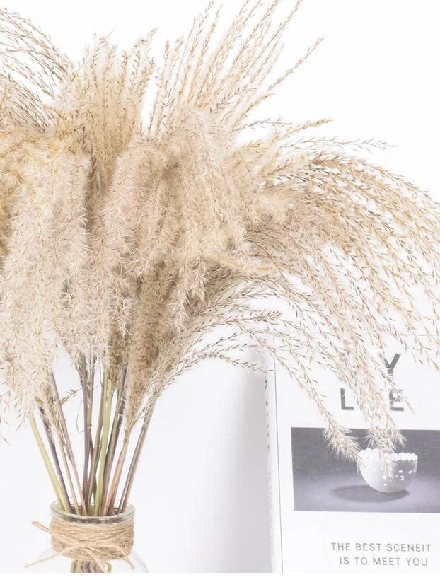 Galilea Small Pampas Reed