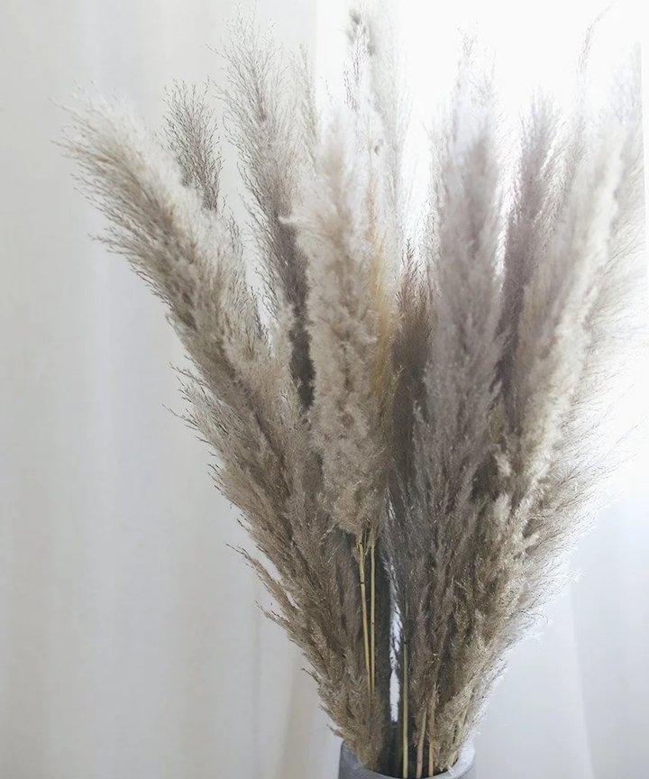 Gillinea Dried Pampas - Grey