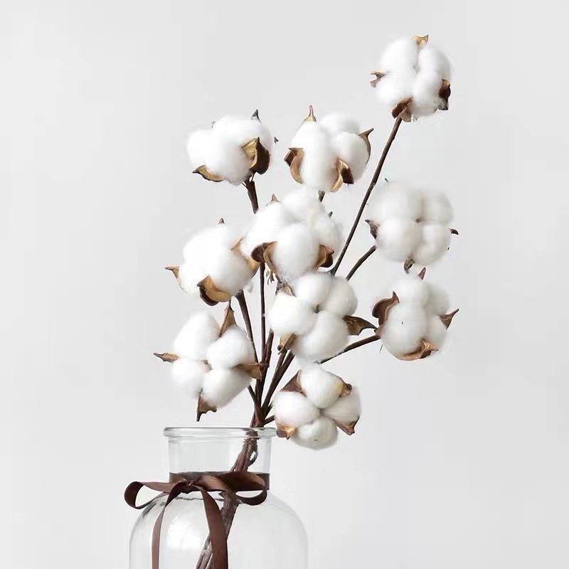Germaine Dried Cotton Plant