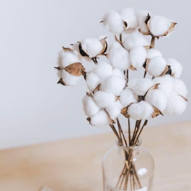 Germaine Dried Cotton Plant