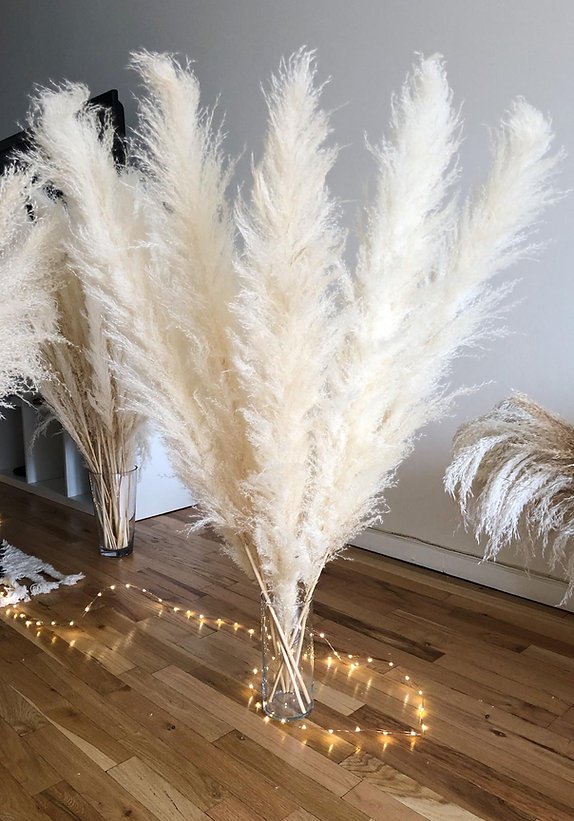 Gillinea Dried Pampas - Cream