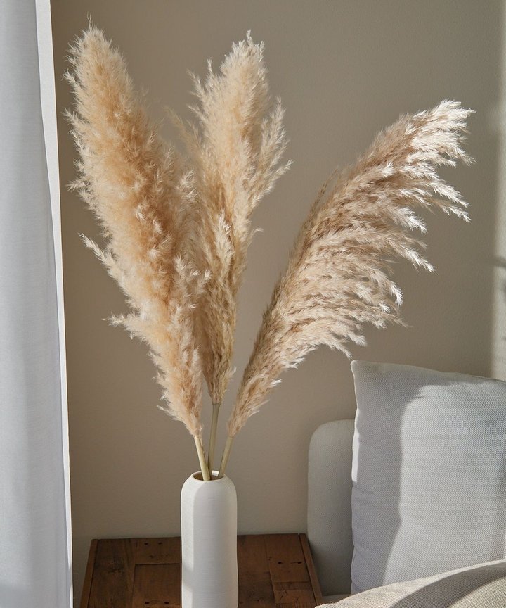 Gillinea Dried Pampas - Luxe Cream