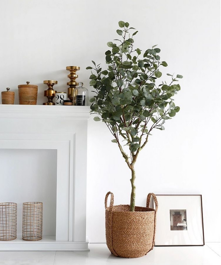 Nandina Eucalyptus Tree