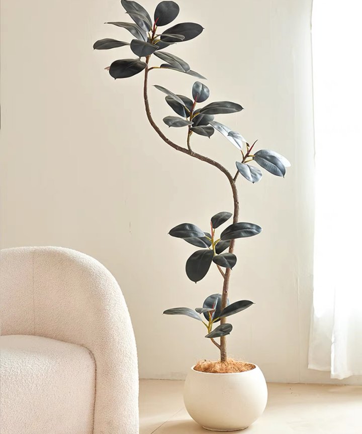 Nara Rubber Tree Plant