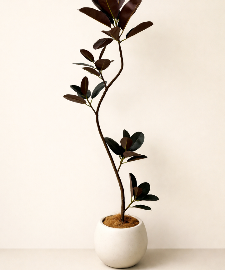 Nara Rubber Tree Plant